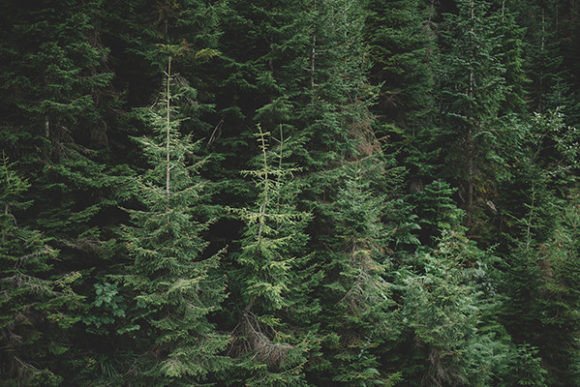 Download Spruces in the Christmas Forest - Premium Resources