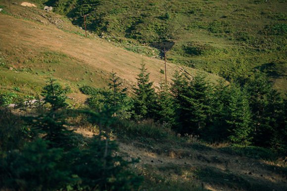 Download Sunny Day in Christmas Forest - Premium Resources